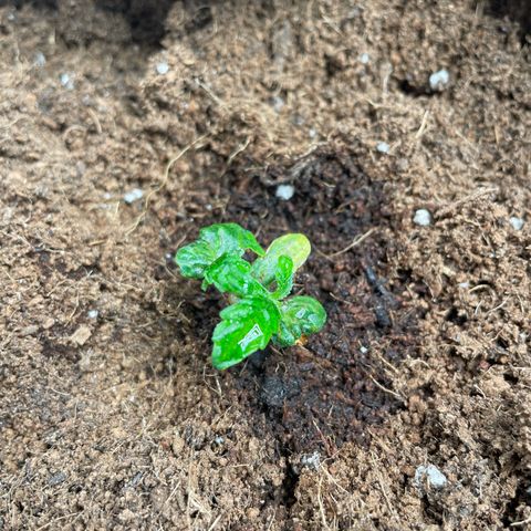 Gorilla Glue growlog timeline photo