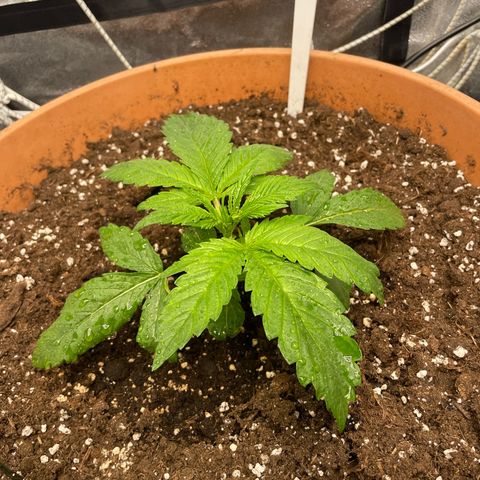 OG Kush growlog timeline photo