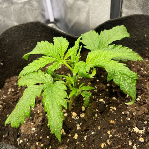 OG Kush growlog timeline photo