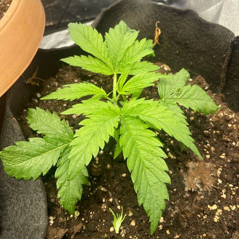 OG Kush growlog timeline photo