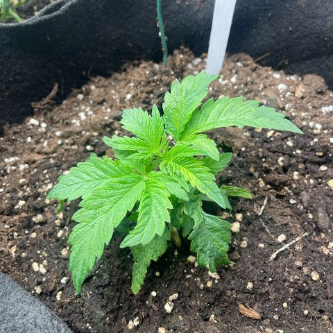 Moby dick  growlog timeline photo