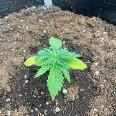 Moby dick (coco) growlog timeline photo