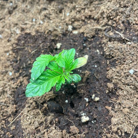 Gorilla Glue growlog timeline photo