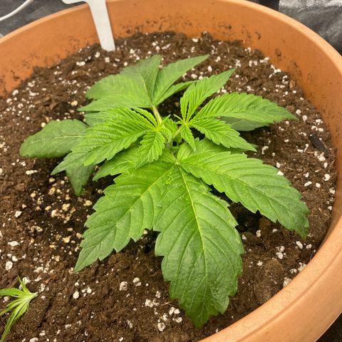 OG Kush growlog timeline photo