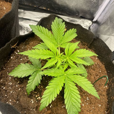 OG Kush growlog timeline photo