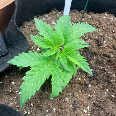 Moby dick  growlog timeline photo