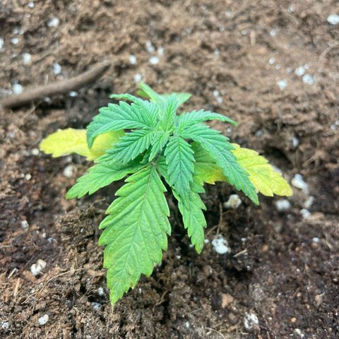 Moby dick (coco) growlog timeline photo