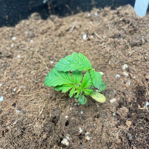 Gorilla Glue growlog timeline photo