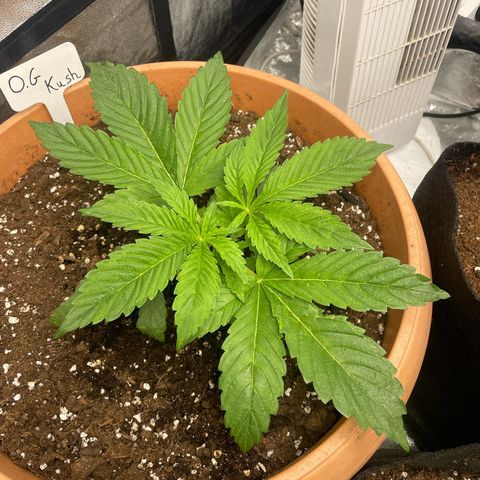 OG Kush growlog timeline photo