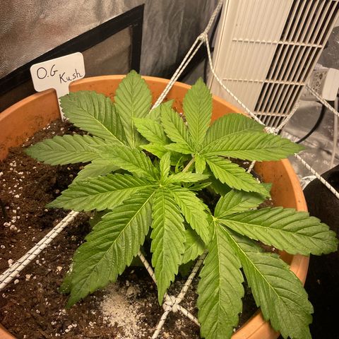 OG Kush growlog timeline photo