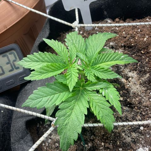 Moby dick  growlog timeline photo