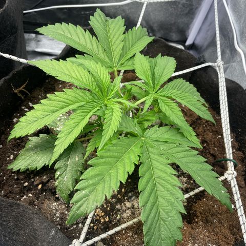 OG Kush growlog timeline photo