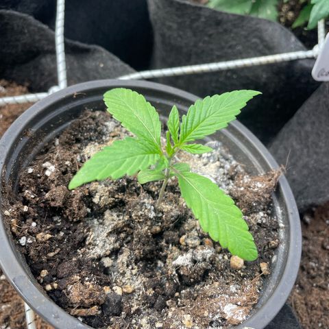 Watermelon runtz growlog timeline photo