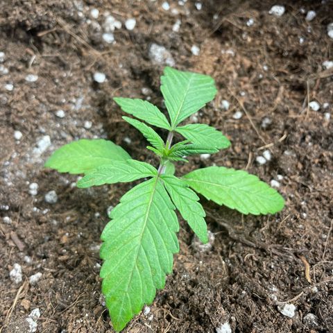 Watermelon runtz growlog timeline photo