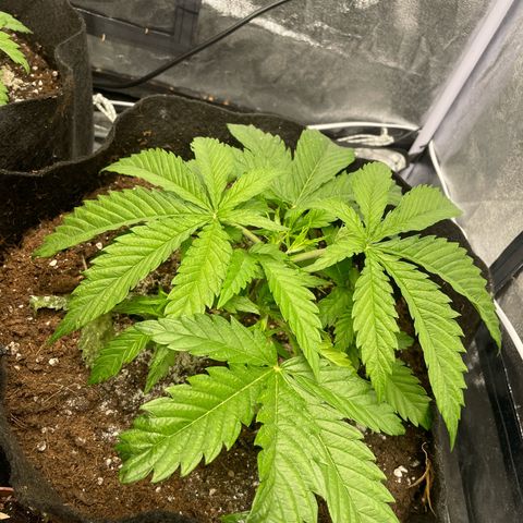 OG Kush growlog timeline photo