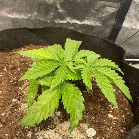 Moby dick  growlog timeline photo