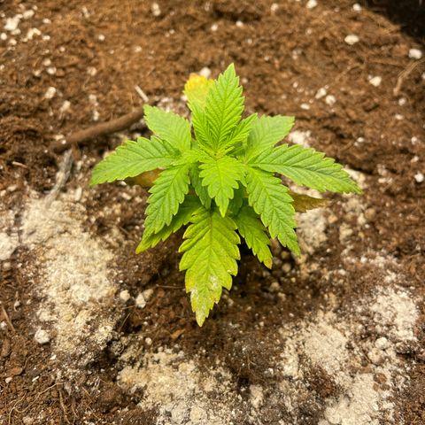 Moby dick (coco) growlog timeline photo