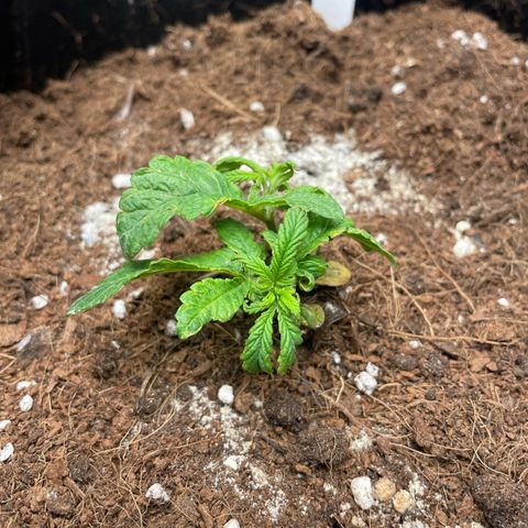 Gorilla Glue growlog timeline photo