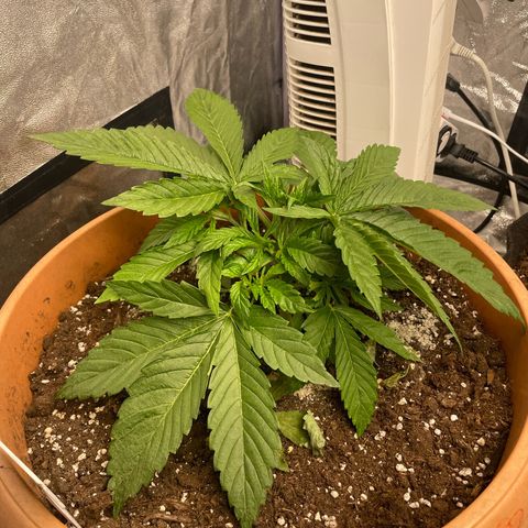 OG Kush growlog timeline photo