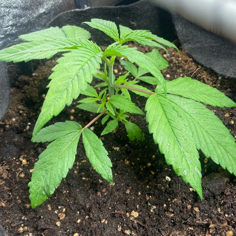 Watermelon runtz growlog timeline photo