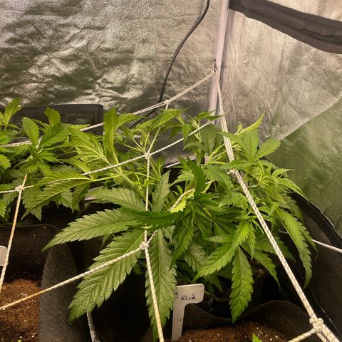 OG Kush growlog timeline photo