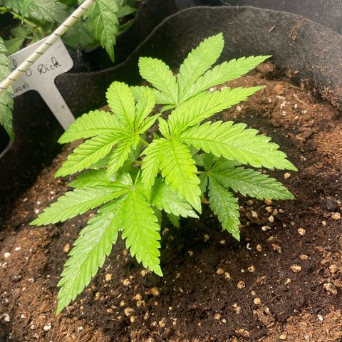 Moby dick (coco) growlog timeline photo
