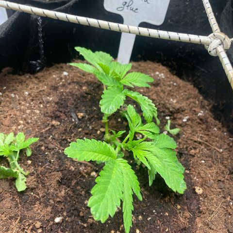 Gorilla Glue growlog timeline photo