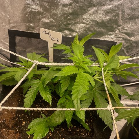 Moby dick  growlog timeline photo