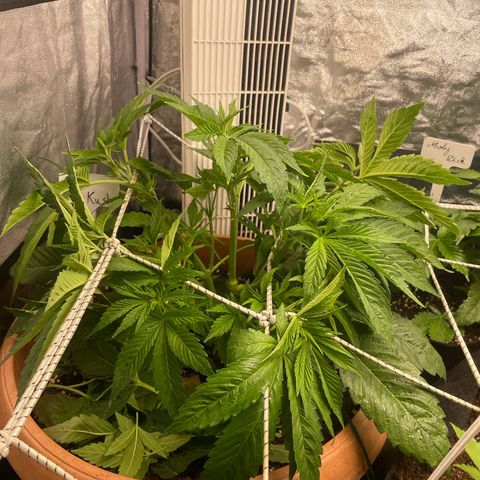 OG Kush growlog timeline photo