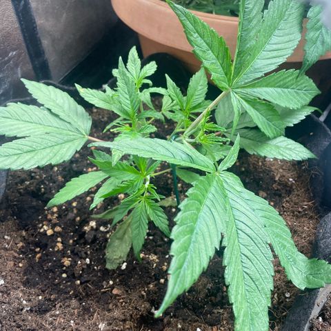 Watermelon runtz growlog timeline photo