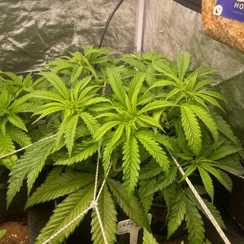OG Kush growlog timeline photo