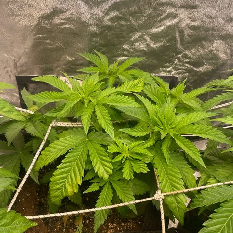 Moby dick  growlog timeline photo