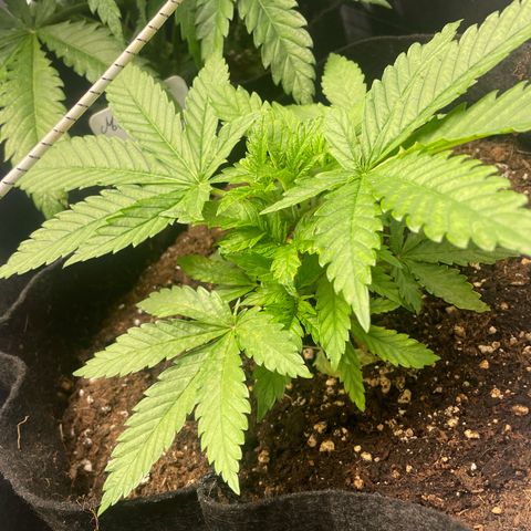 Moby dick (coco) growlog timeline photo