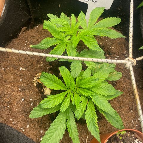 Gorilla Glue growlog timeline photo