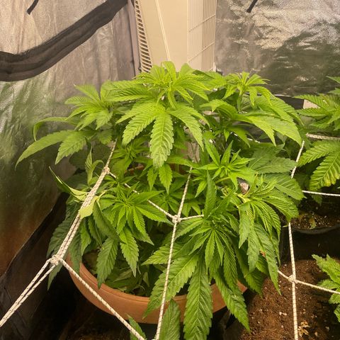 OG Kush growlog timeline photo