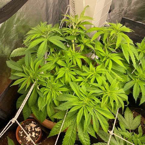 OG Kush growlog timeline photo