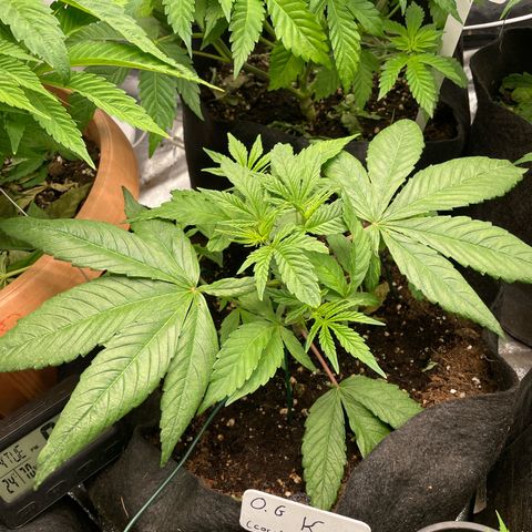Watermelon runtz growlog timeline photo
