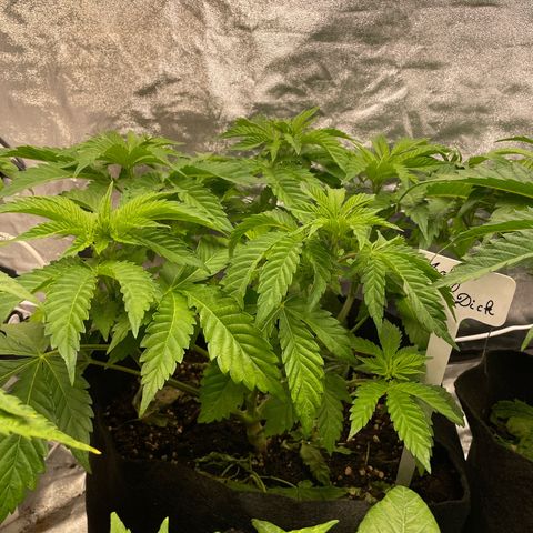 Moby dick  growlog timeline photo