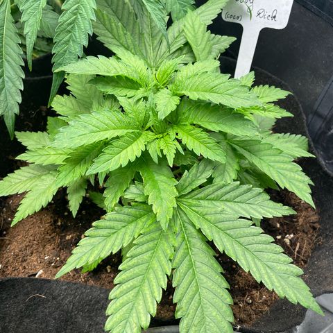 Moby dick (coco) growlog timeline photo
