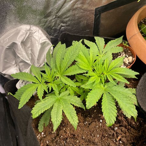 Gorilla Glue growlog timeline photo