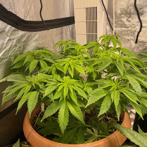OG Kush growlog timeline photo