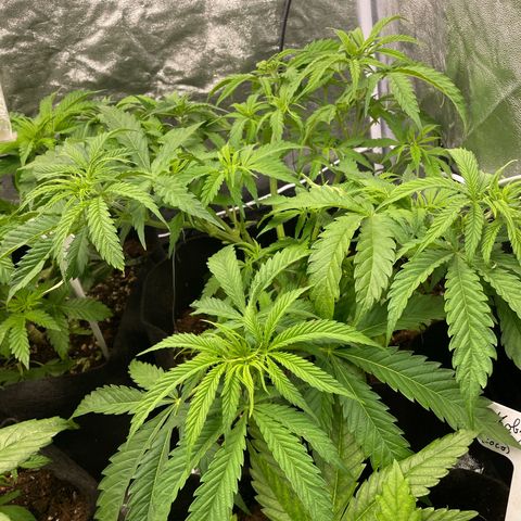 OG Kush growlog timeline photo