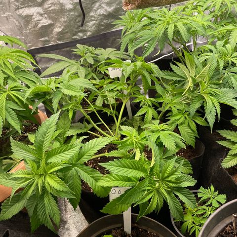 Moby dick  growlog timeline photo