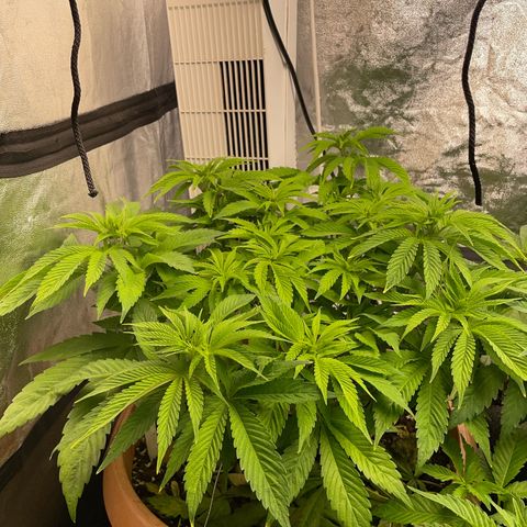 OG Kush growlog timeline photo