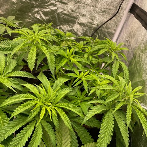 OG Kush growlog timeline photo
