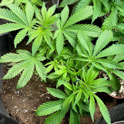 Gorilla Glue growlog timeline photo