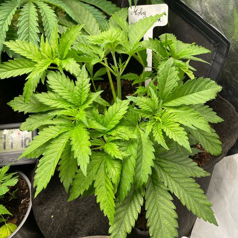Moby dick (coco) growlog timeline photo