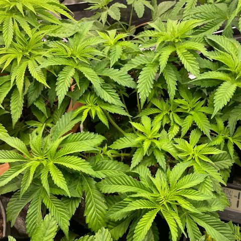 Moby dick  growlog timeline photo