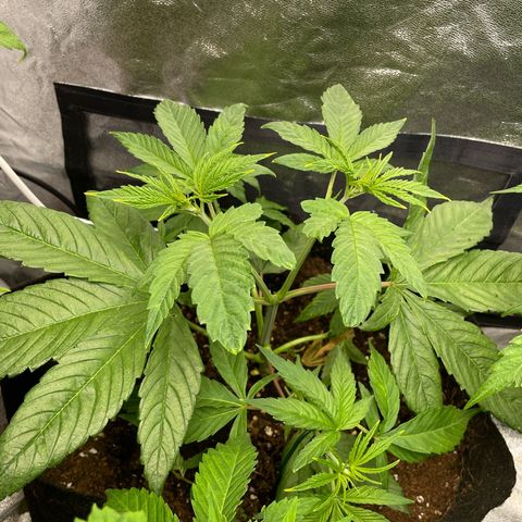 Watermelon runtz growlog timeline photo