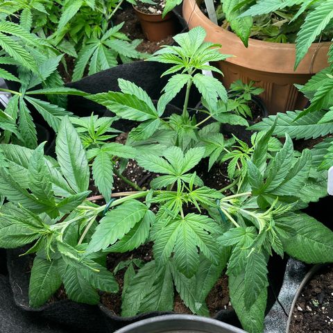 Watermelon runtz growlog timeline photo
